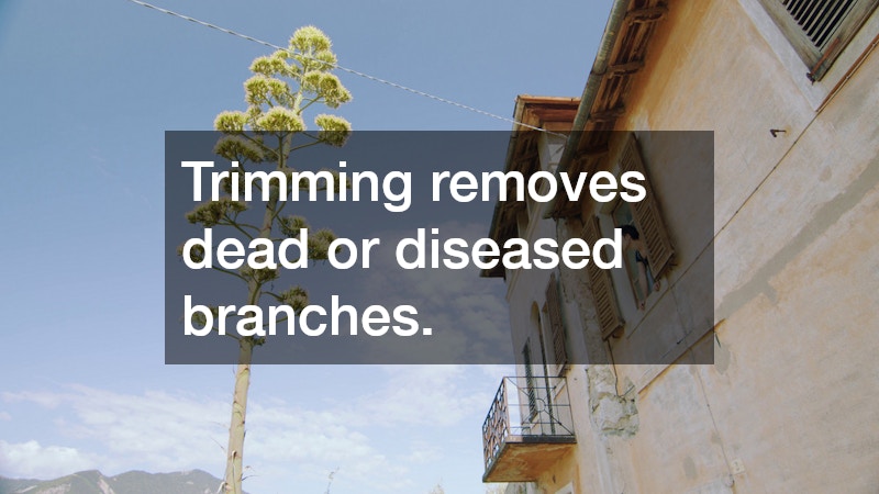 Trimming removes dead or diseased branches.