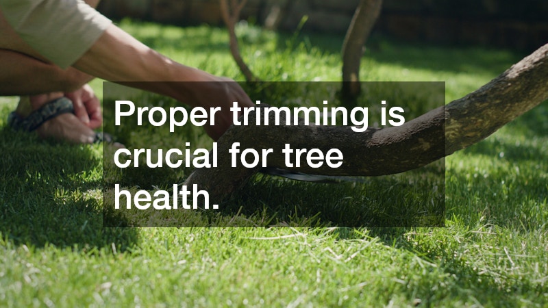 Proper trimming is crucial for tree health.