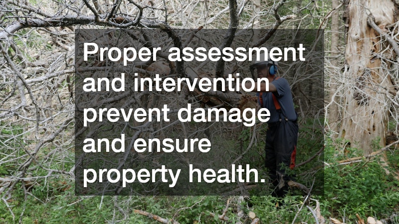 Proper assessment and intervention prevent damage and ensure property health.
