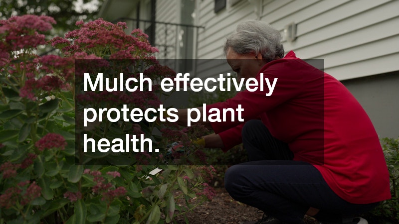 Mulch effectively protects plant health.