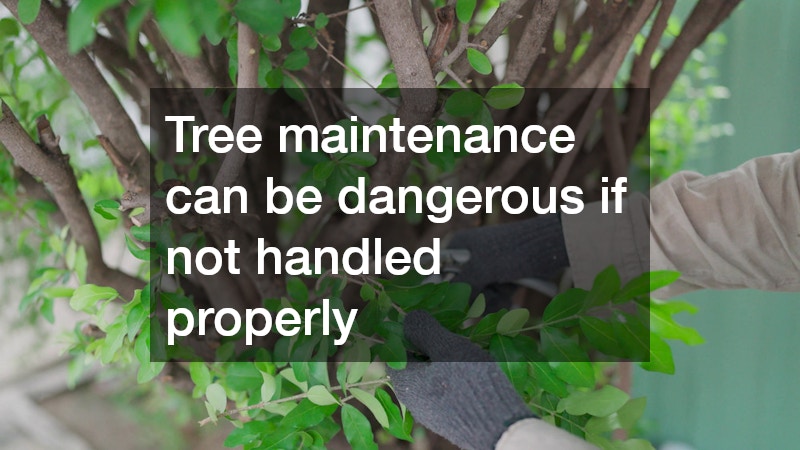 Tree maintenance can be dangerous if not handled properly