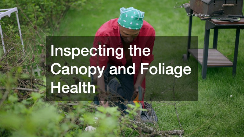 Inspecting the Canopy and Foliage Health