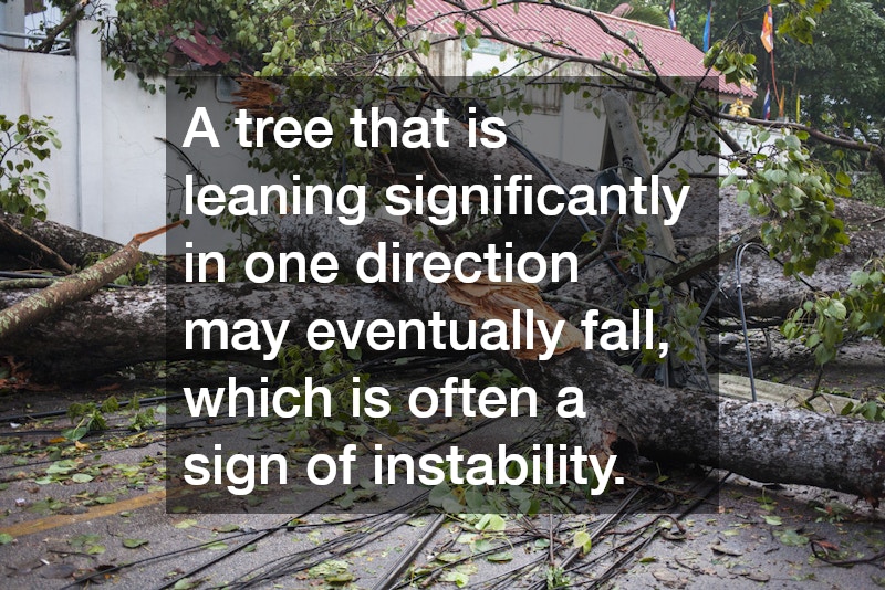 A tree that is leaning significantly in one direction may eventually fall, which is often a sign of instability.