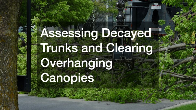 Assessing Decayed Trunks and Clearing Overhanging Canopies