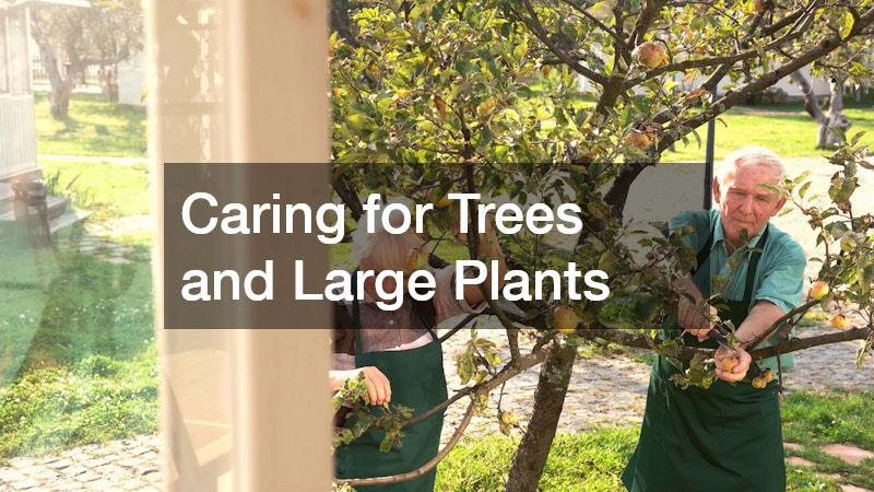 Caring for Trees and Large Plants