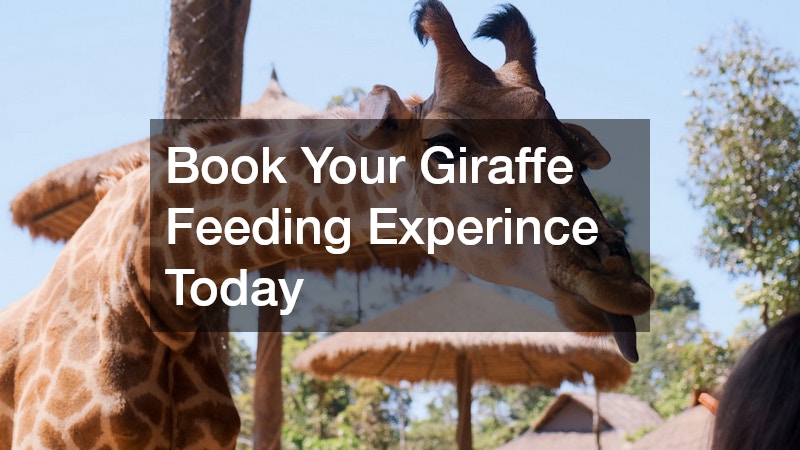 Book Your Giraffe Feeding Experince Today
