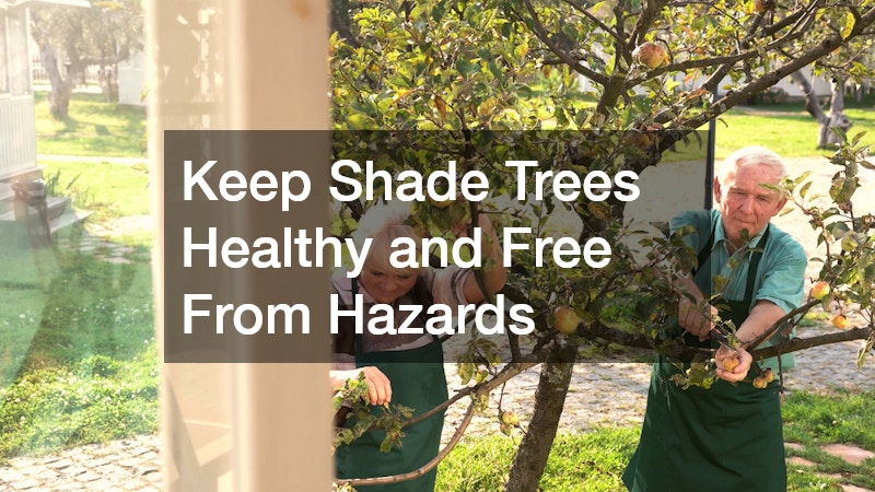 Keep Shade Trees Healthy and Free From Hazards