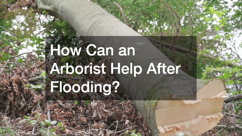 How Can an Arborist Help After Flooding?