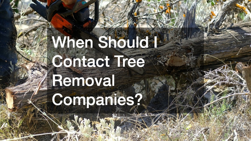 When Should I Contact Tree Removal Companies?