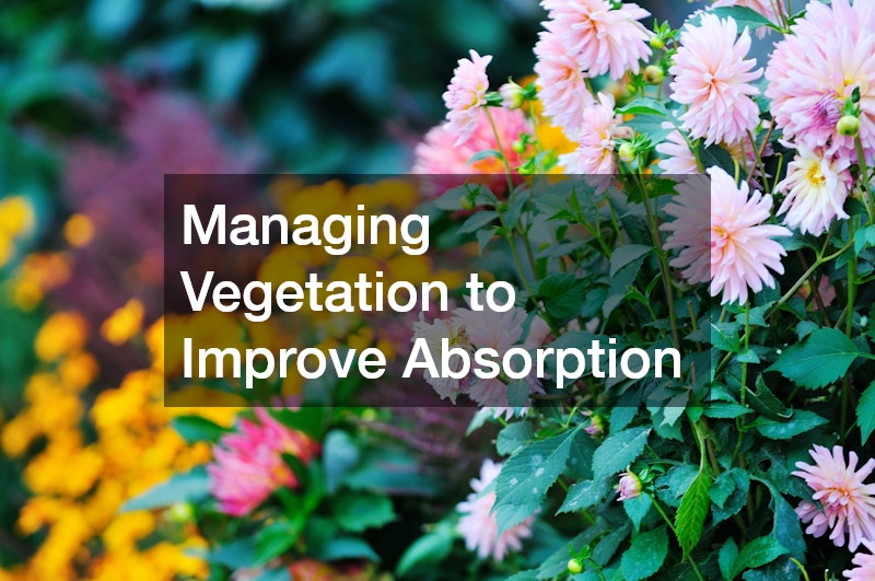 Managing Vegetation to Improve Absorption