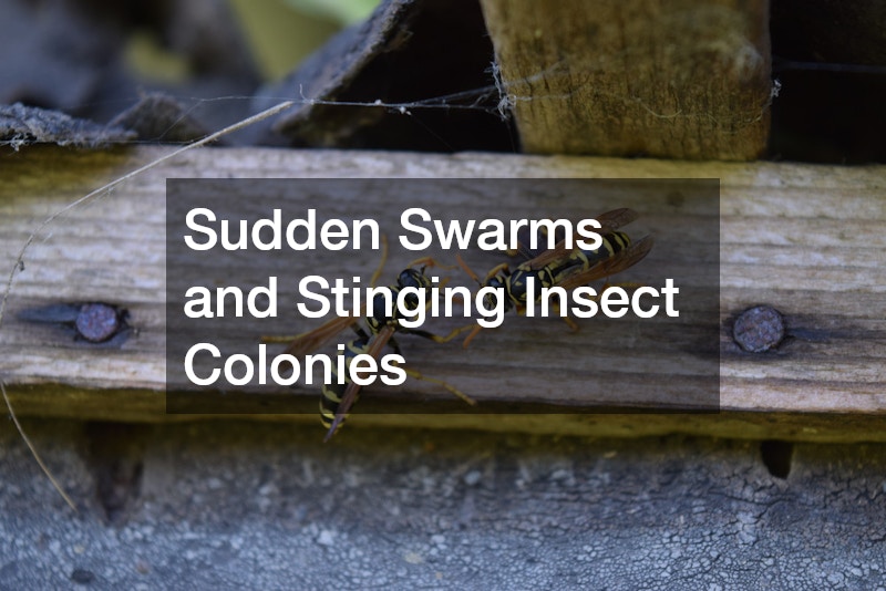 Sudden Swarms and Stinging Insect Colonies