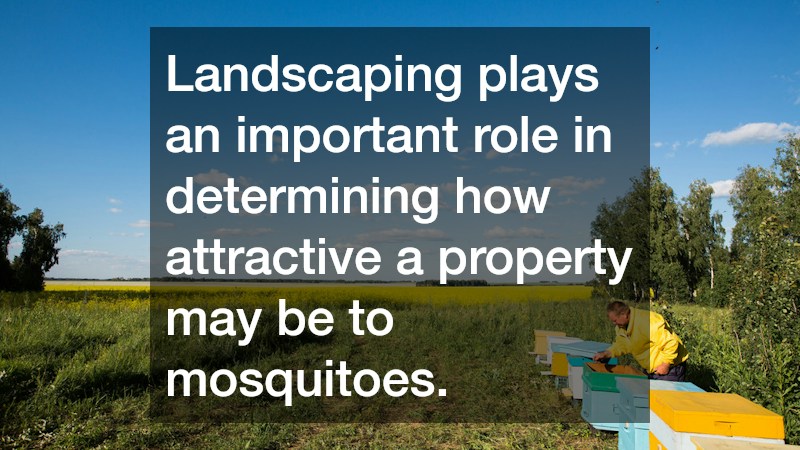Landscaping plays an important role in determining how attractive a property may be to mosquitoes.