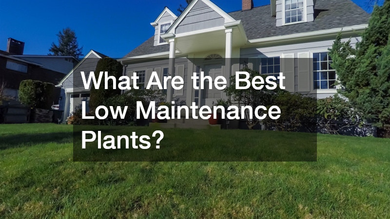 What Are the Best Low Maintenance Plants?