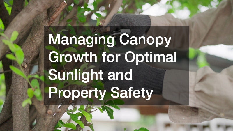 Managing Canopy Growth for Optimal Sunlight and Property Safety