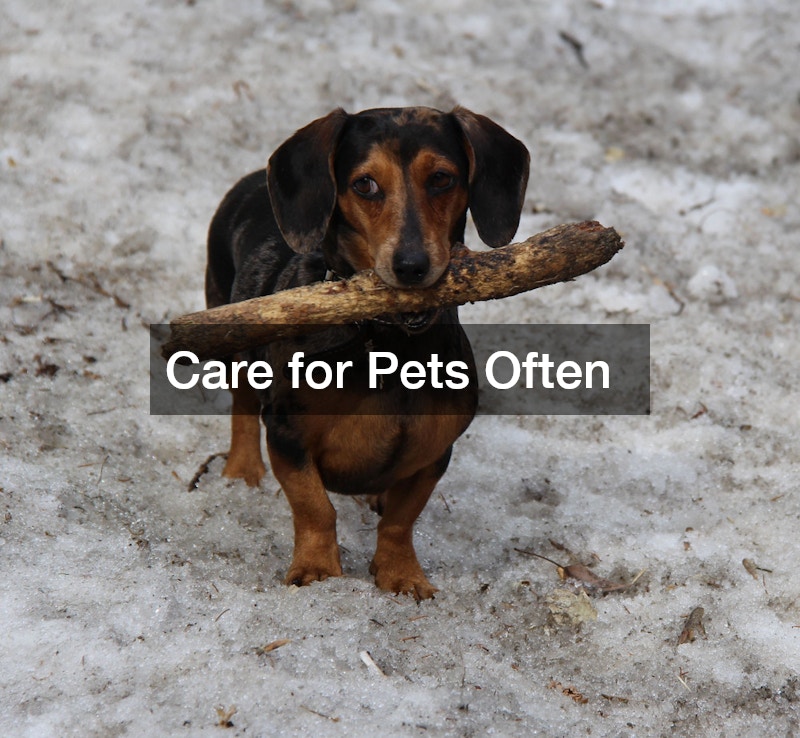 Care for Pets Often