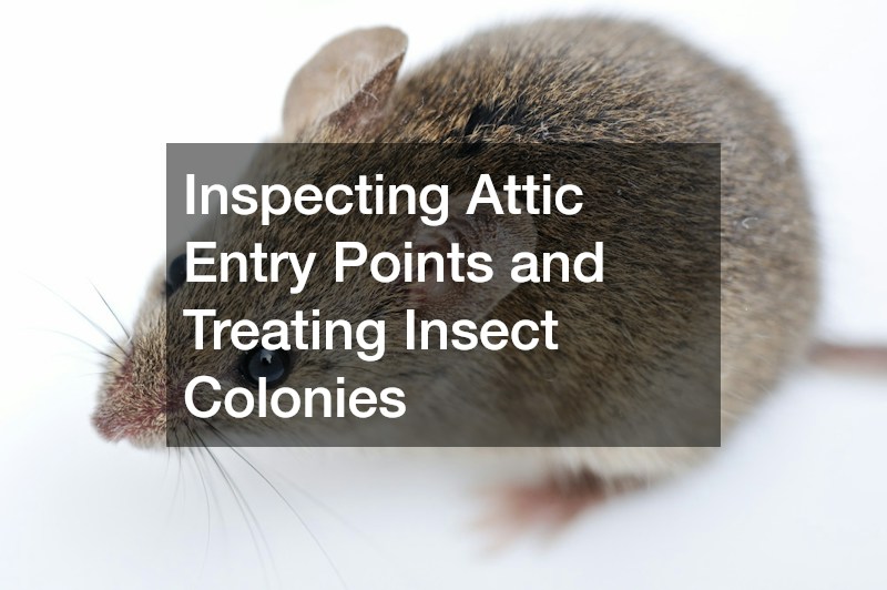 Inspecting Attic Entry Points and Treating Insect Colonies