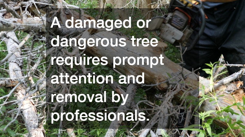 A damaged or dangerous tree requires prompt attention and removal by professionals.