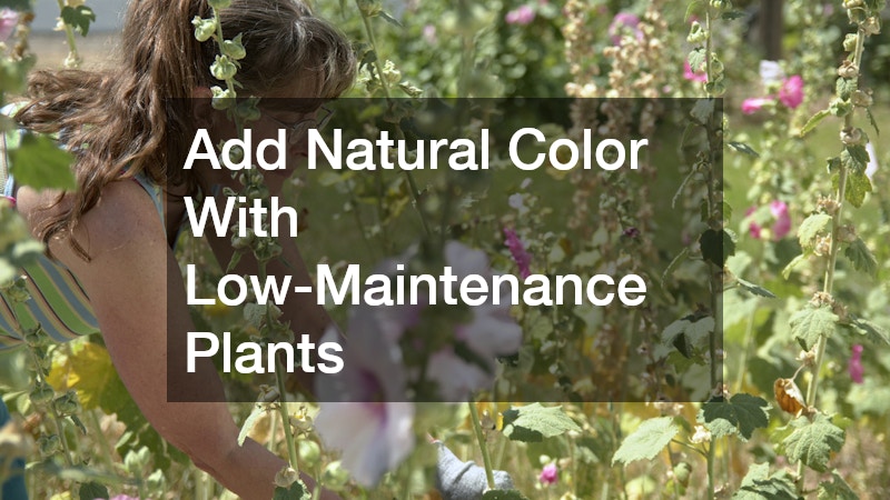 Add Natural Color With Low-Maintenance Plants