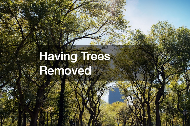 Having Trees Removed