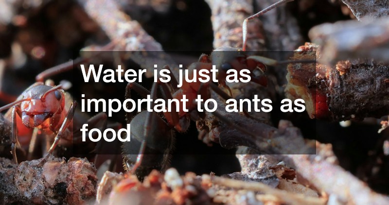 Water is just as important to ants as food