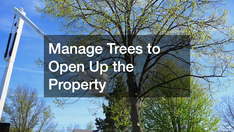 Manage Trees to Open Up the Property