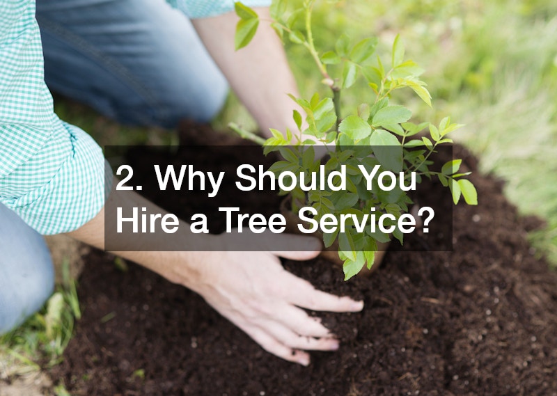 2. Why Should You Hire a Tree Service?