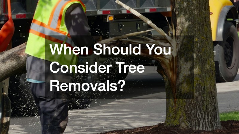 When Should You Consider Tree Removals?