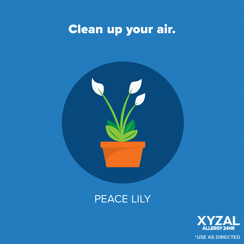 Clean Up Your Air