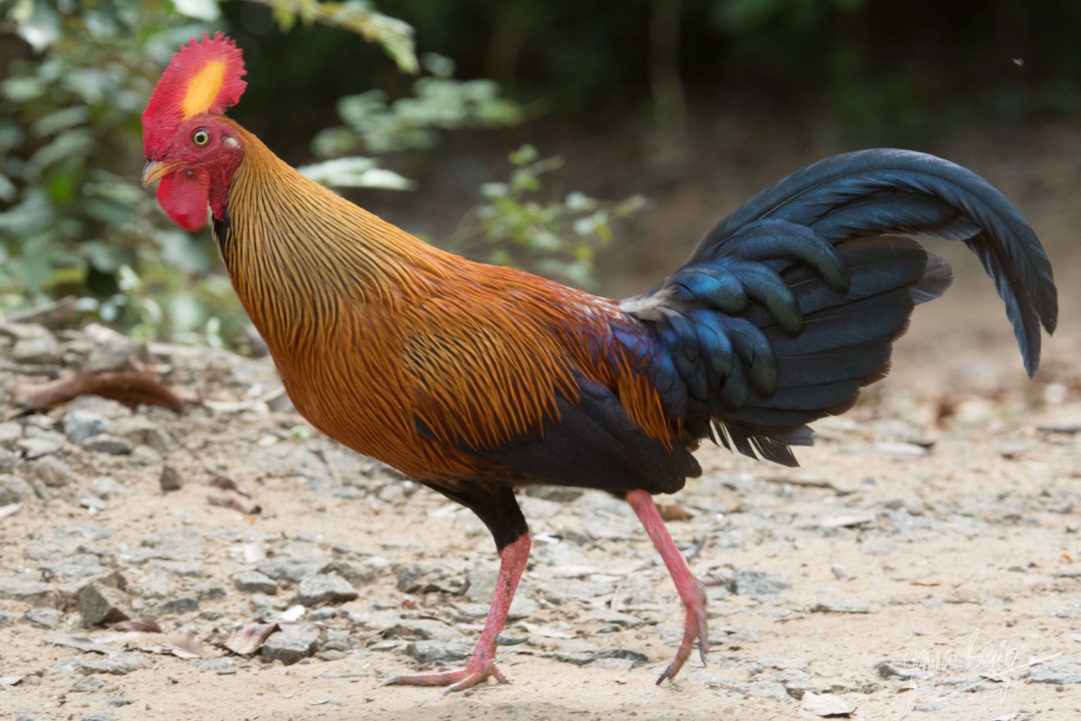 Sri Lankan Jungle Fowl Yawar Baig & Associates