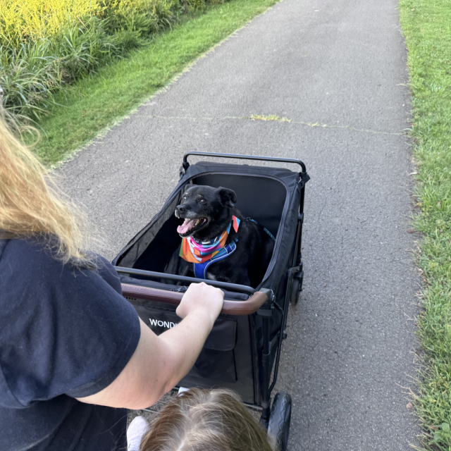 A senior dog being pushed in a wagon on a greenway.