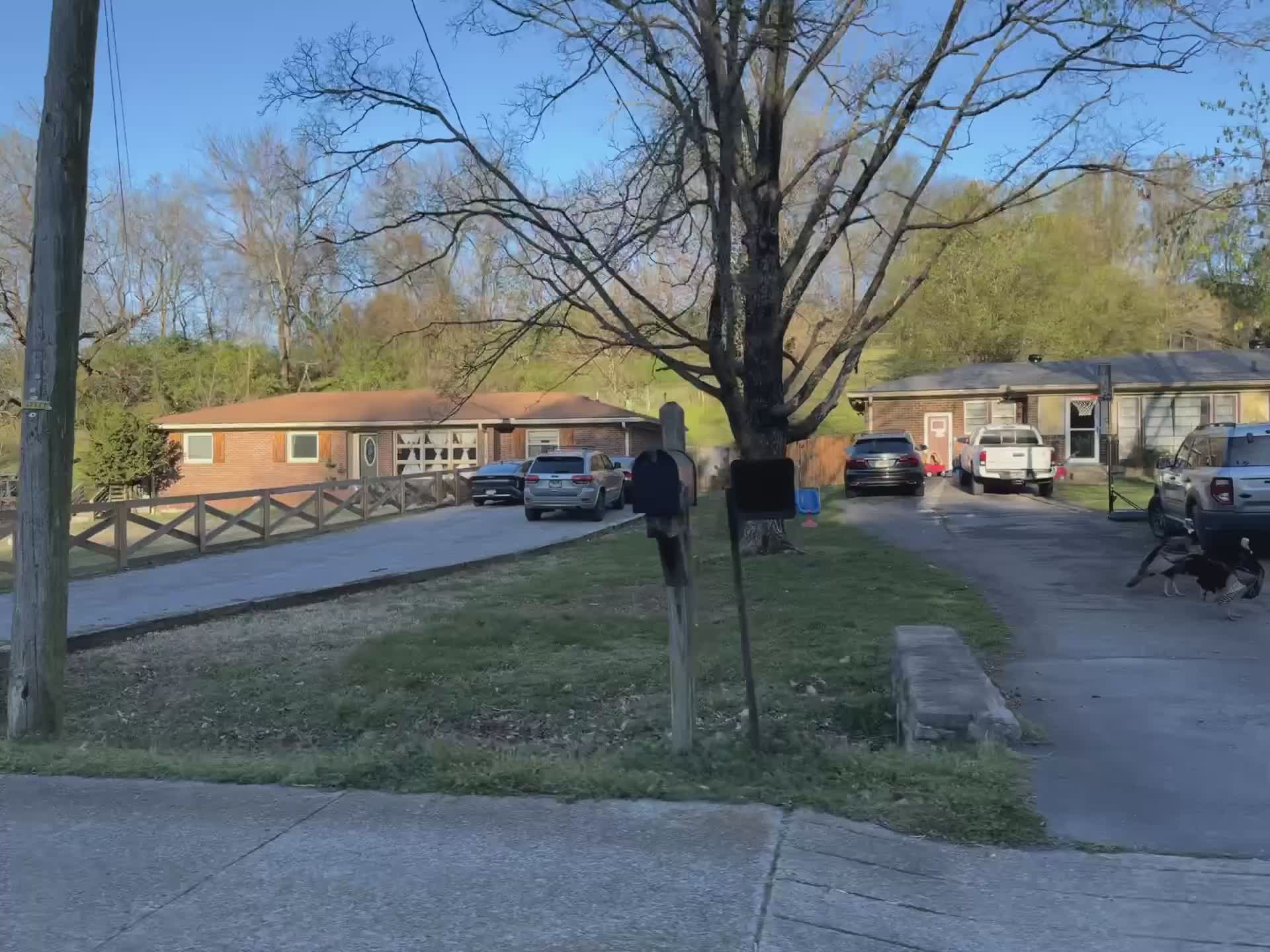 A flock of neighborhood turkeys.