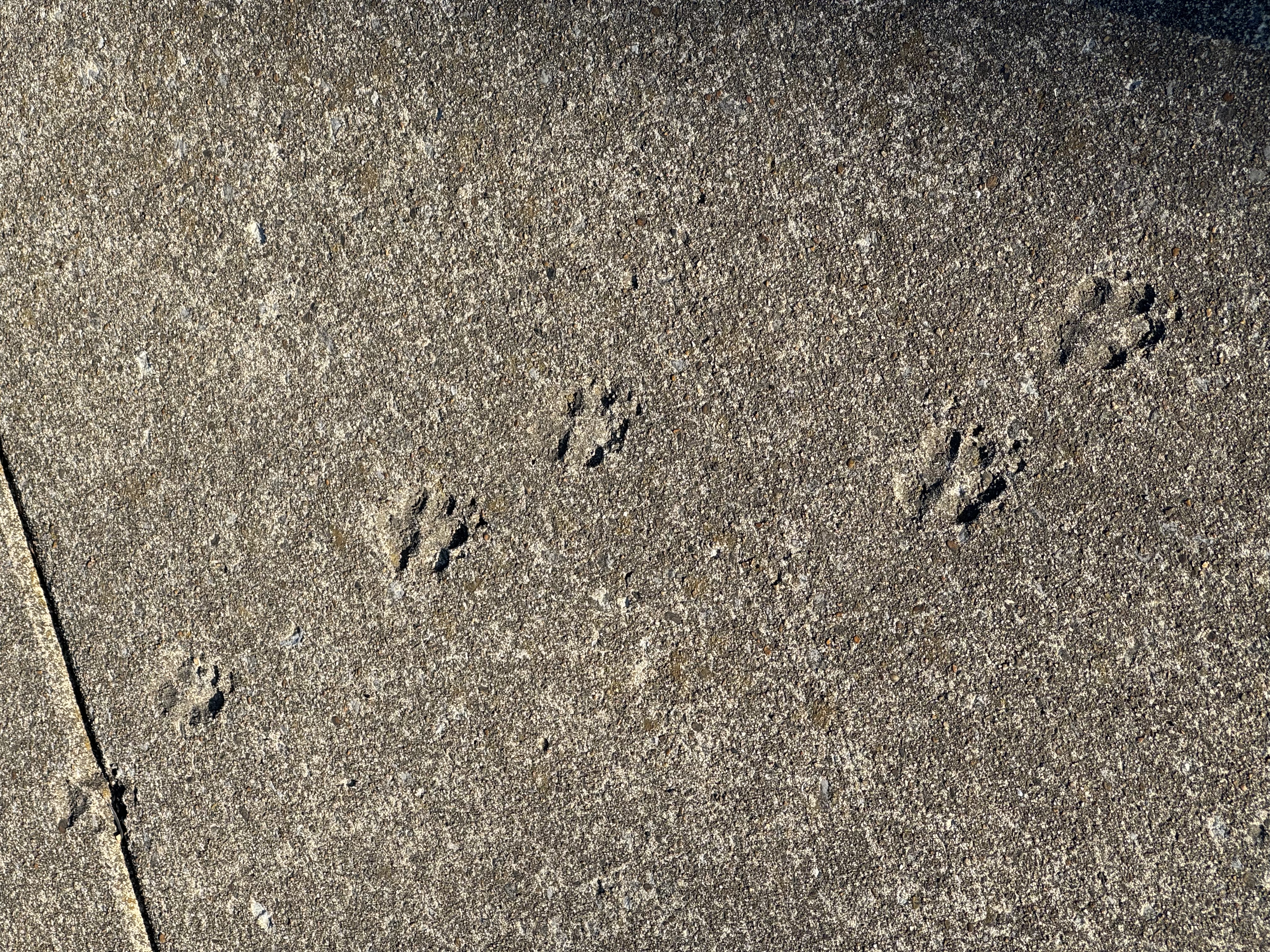 Small animal (probably a cat) paw prints left in sidewalk cement.