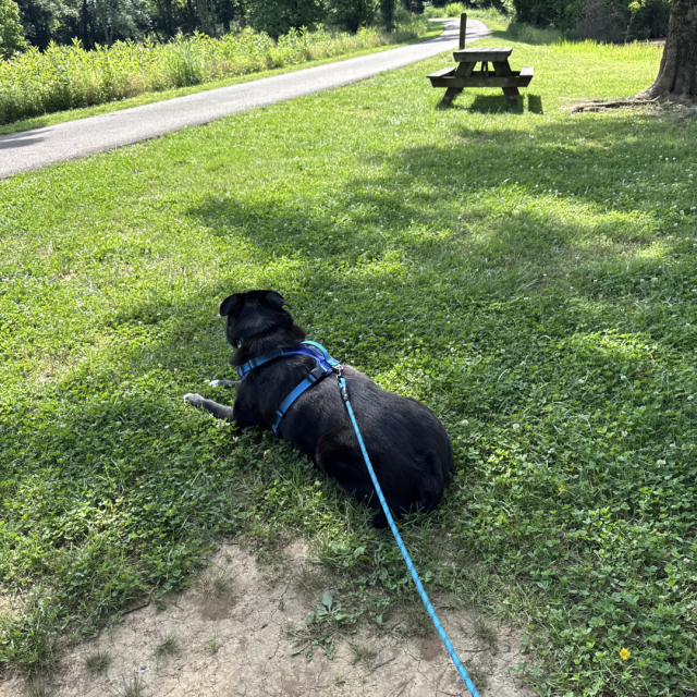 Dog laying in grass rather than taking the walk he was excited about.