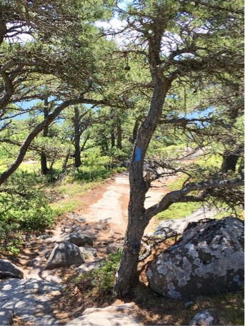 Thumbnail image for My True-Blue Line