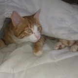 loulou