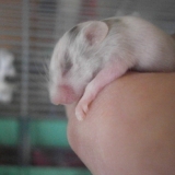 mon bébé albinos qui dort sur môman ♥♥♥