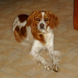 Shaya