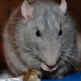 Mr Gris