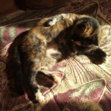 Petite toilette matinale