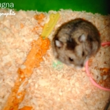 Bougna