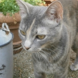 Sheba