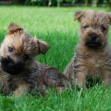 La team des  terriers ;) 