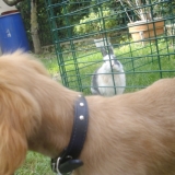 Kiwi et sa copine emy