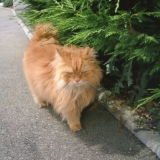 Retour de promenade