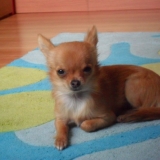 Lady