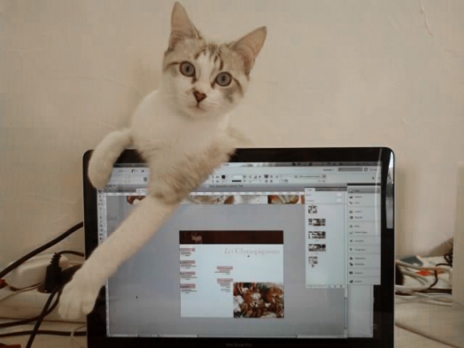 Chat - Burmese - Ganesh