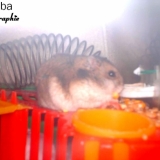 Bouba