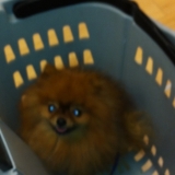 Chouette, le grand panier !!!
