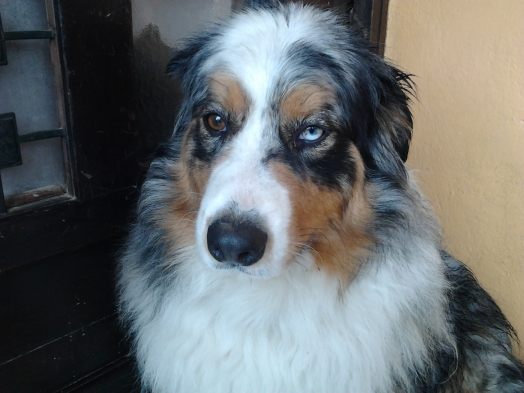 Chien - Australian Shepherd - Elixir di Vita di u Vecchiu