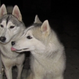 Gibbs & Griska